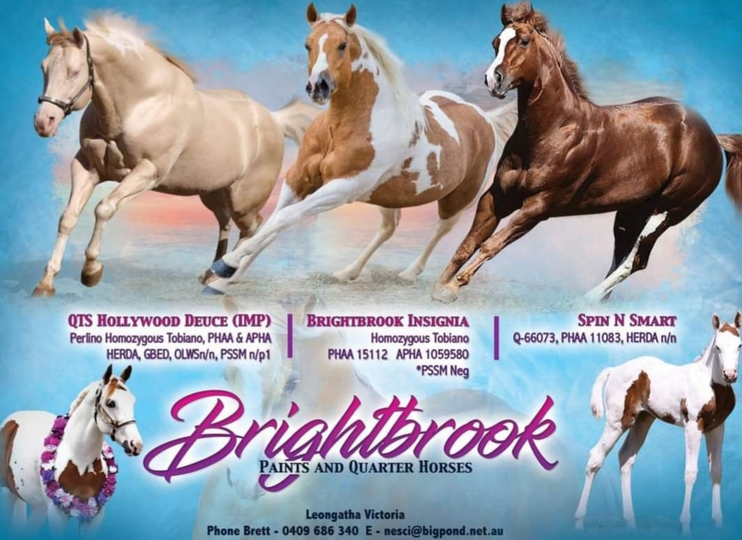 Paint Horse Association of Australia Home